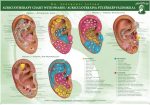 Auriculotherapy Chart with Pases